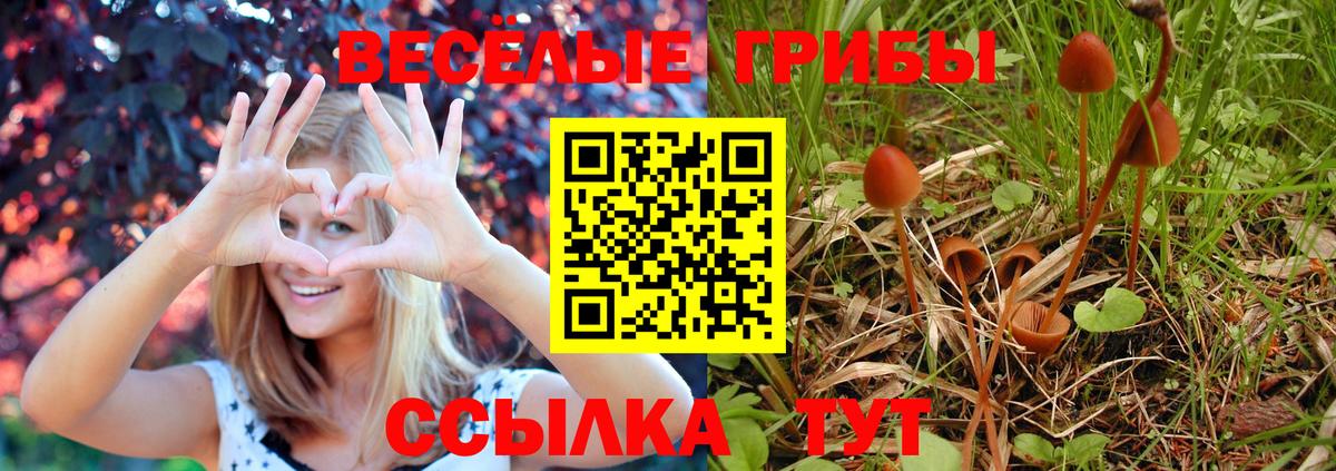 Галлюциногенные грибы GOLDEN TEACHER  Вход с VPN  Электросталь  Псилоцибиновые грибы Magic Shrooms 